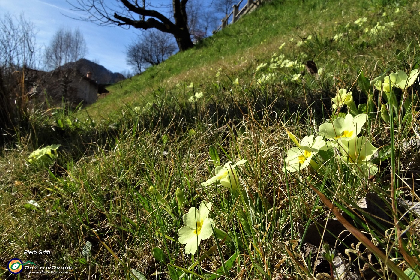 15 Primule di primavera nei prati.JPG